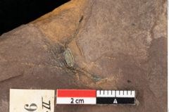 Foto (Detailsansicht) von Quercus palaeoilex Ettingshausen (NHMW-GEO-2024-0188-0776)